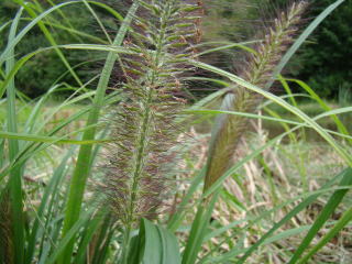 チカラシバ チカラシバ